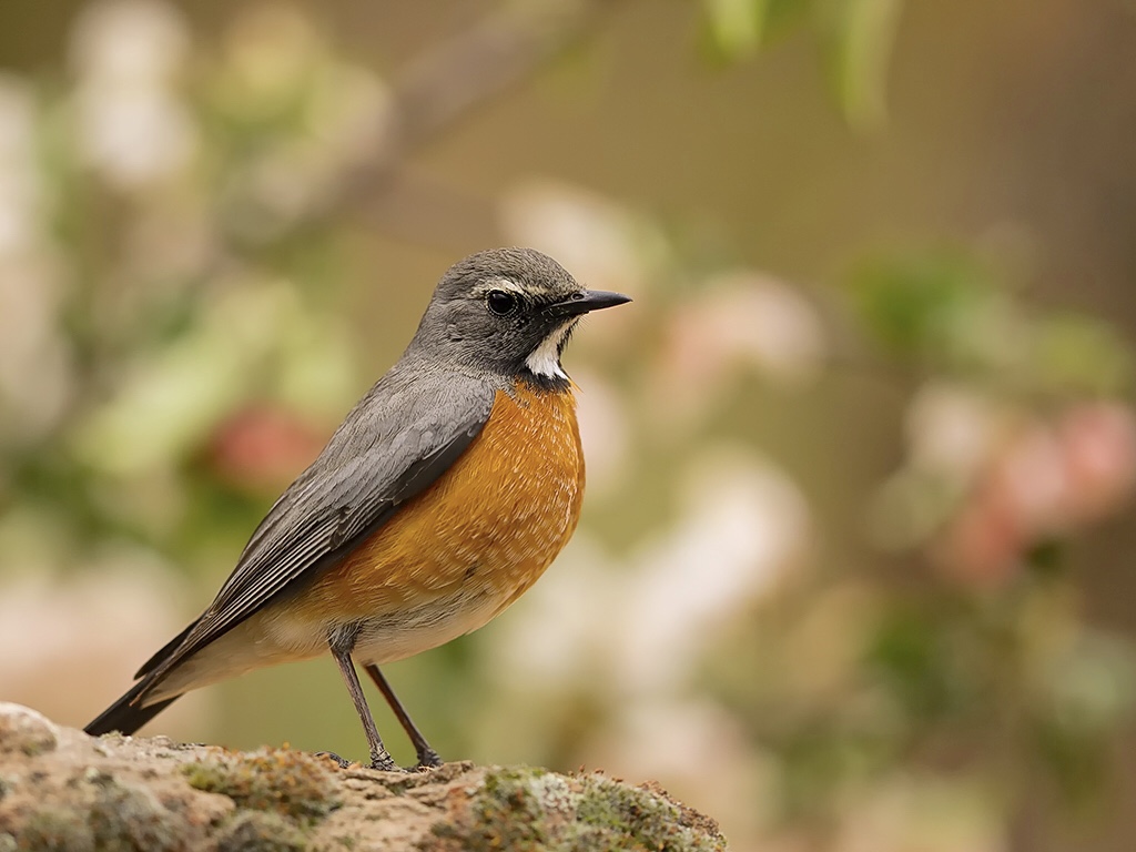 White-throated Robin