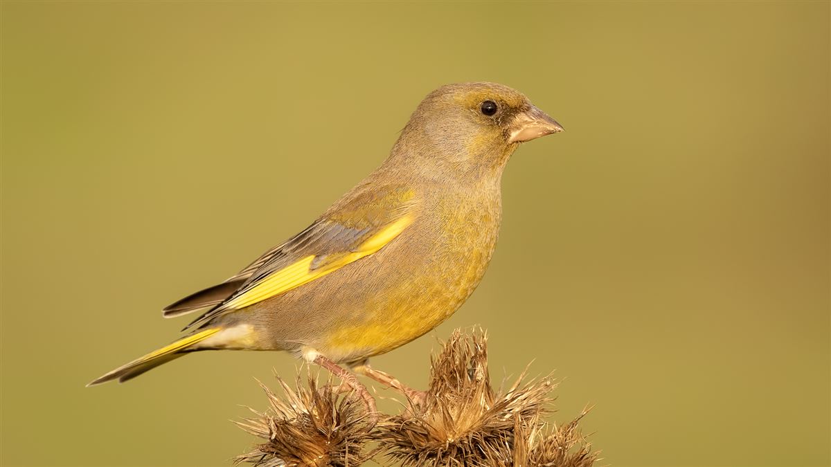 European Greenfinch