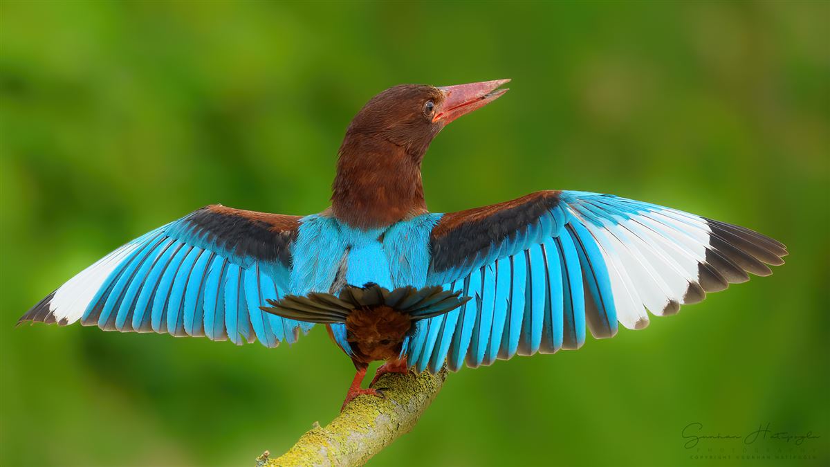 White-throated Kingfisher