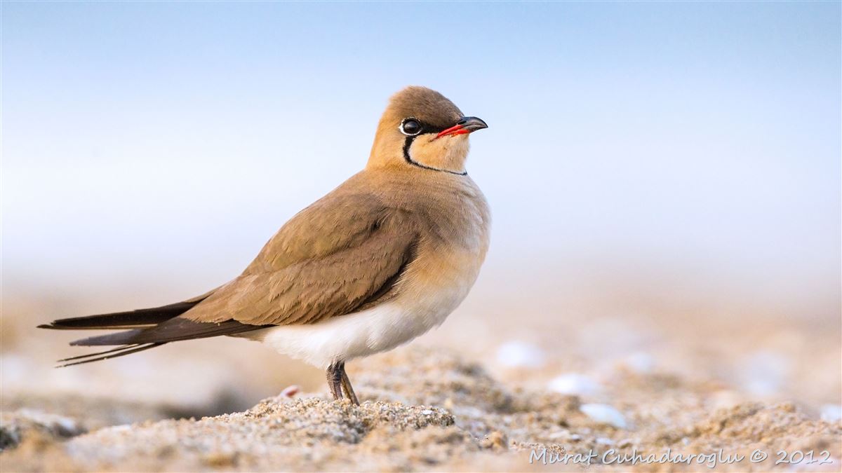 Collared Pratincole