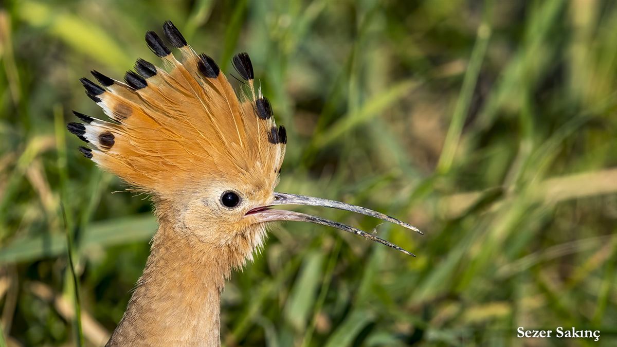 Eurasian Hoopoe