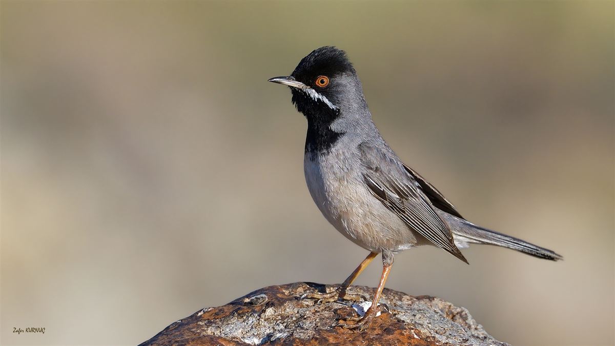 Rüppell`s Warbler