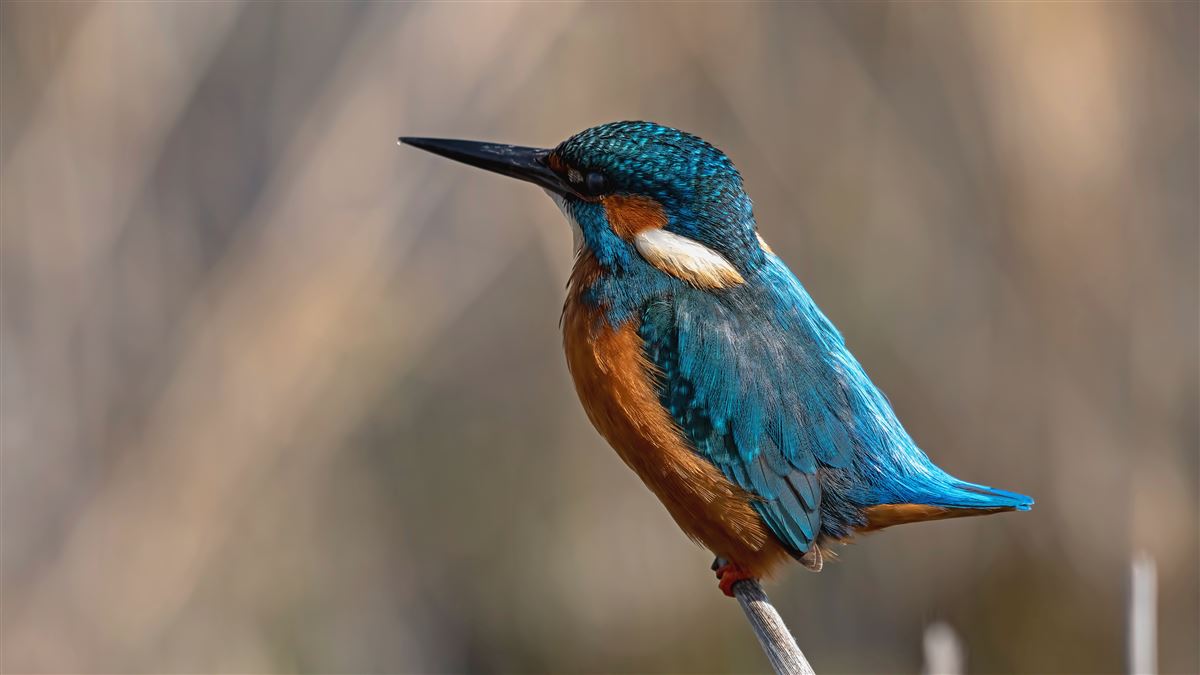 Common Kingfisher