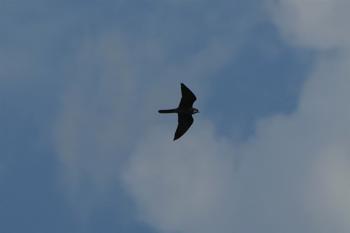 Eleonora`s Falcon