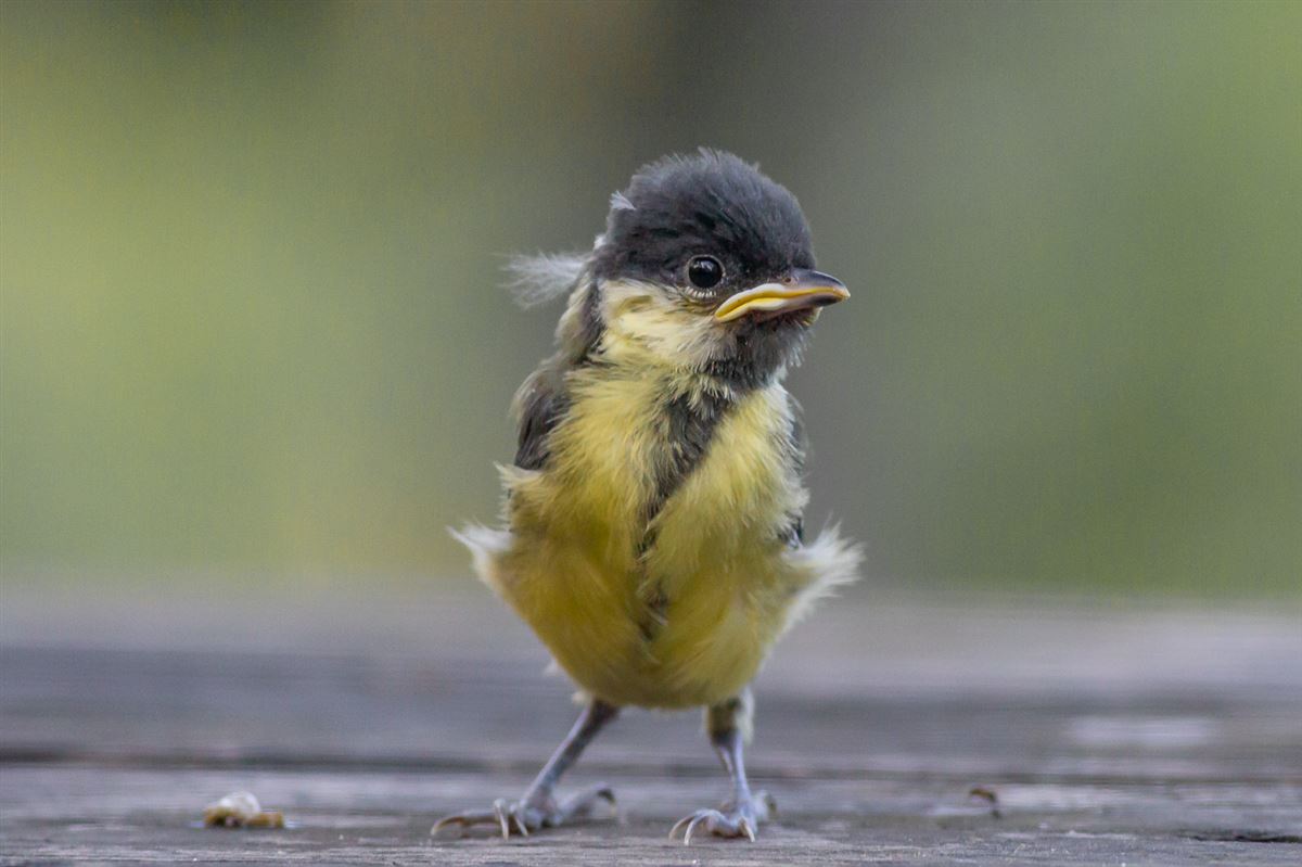 Great Tit