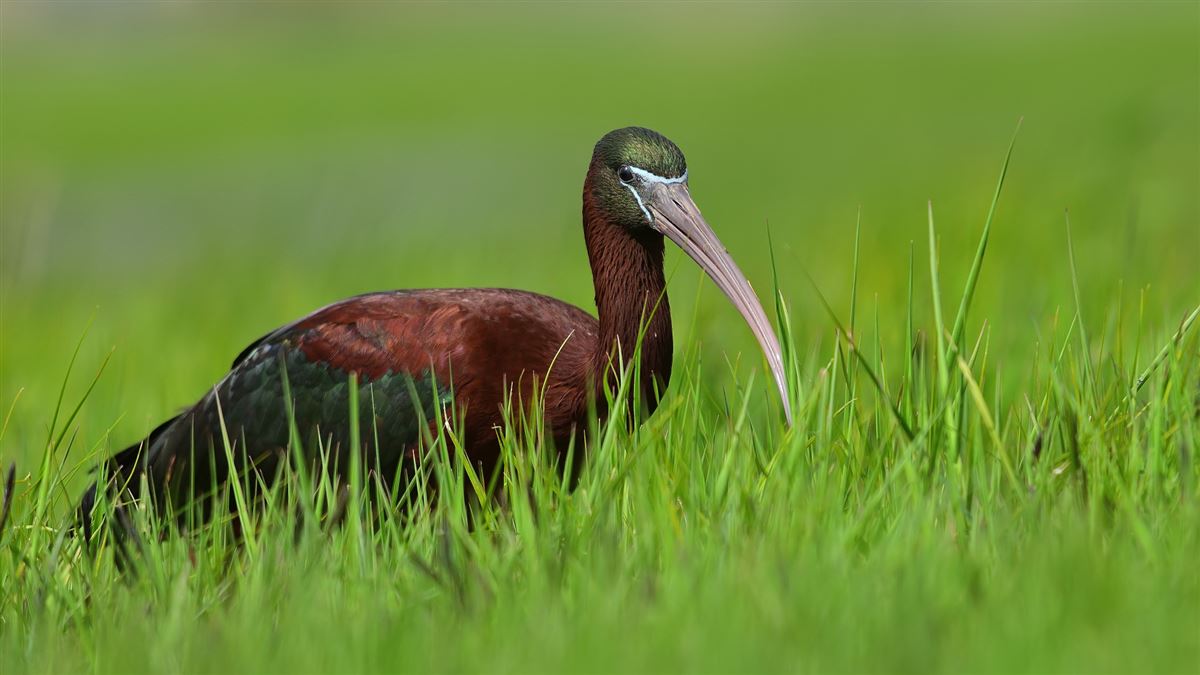 Glossy Ibis