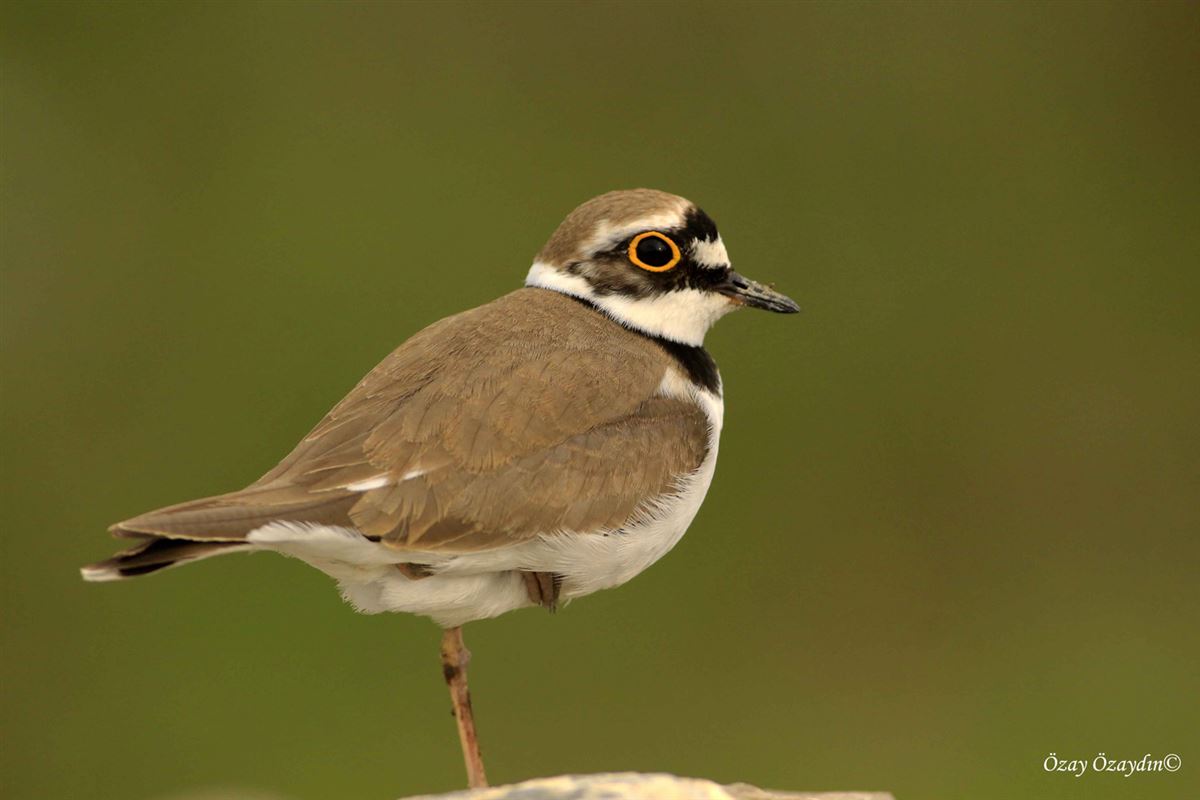 Little Ringed Plover