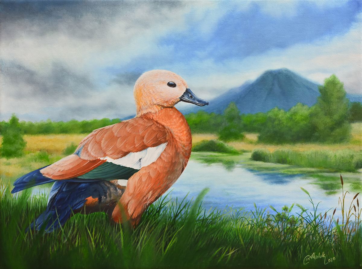 Ruddy Shelduck