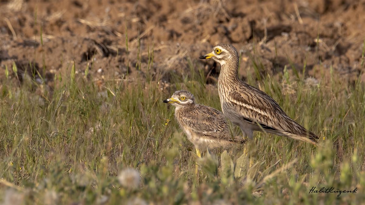 Eurasian Stone-curlew