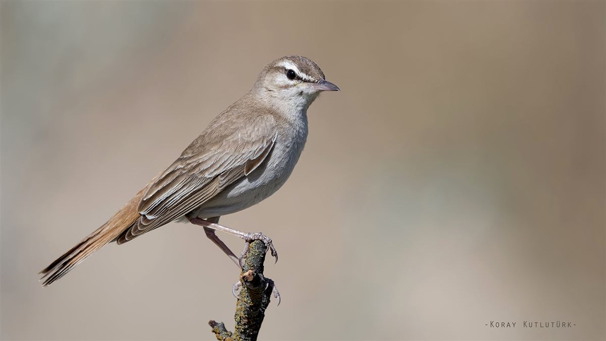 Rufous-tailed Scrub Robin