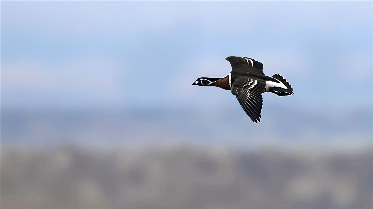 Red-breasted Goose