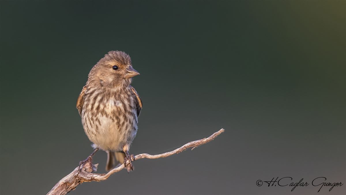 Common Linnet