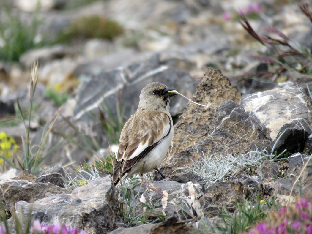 White-winged Snowfinch