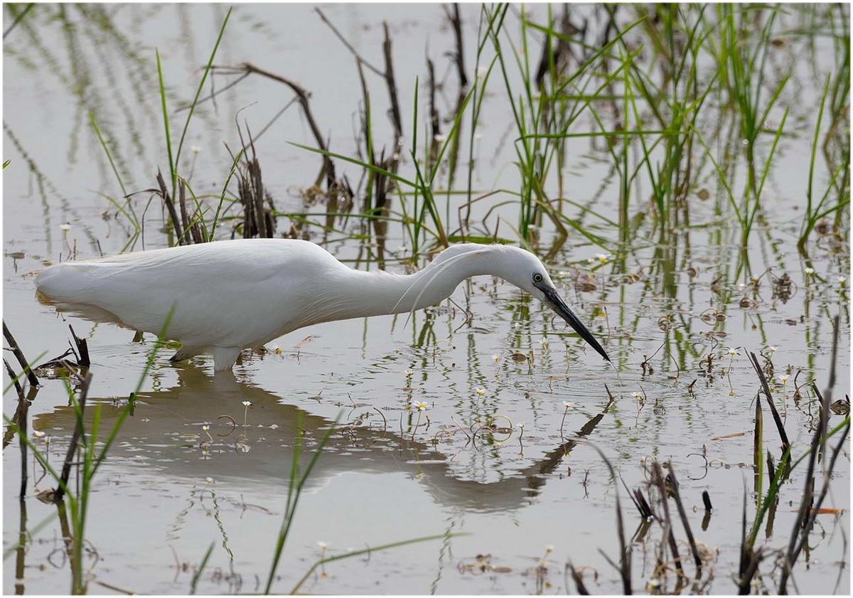 Little Egret