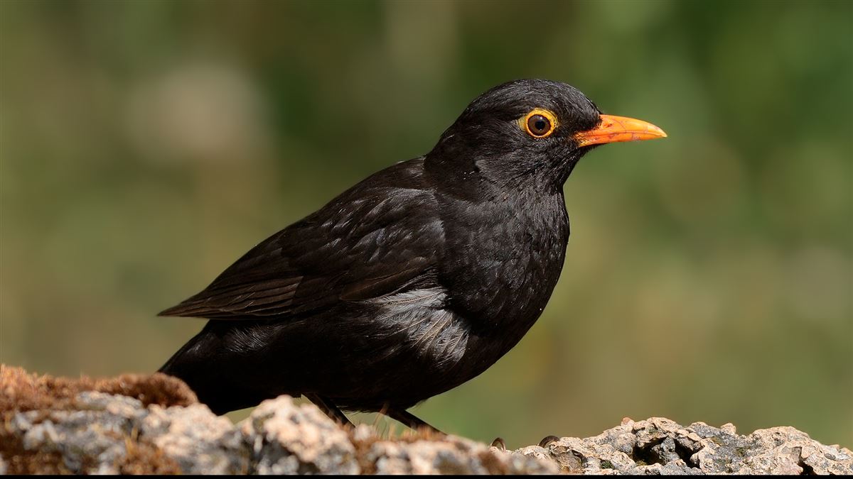 Common Blackbird