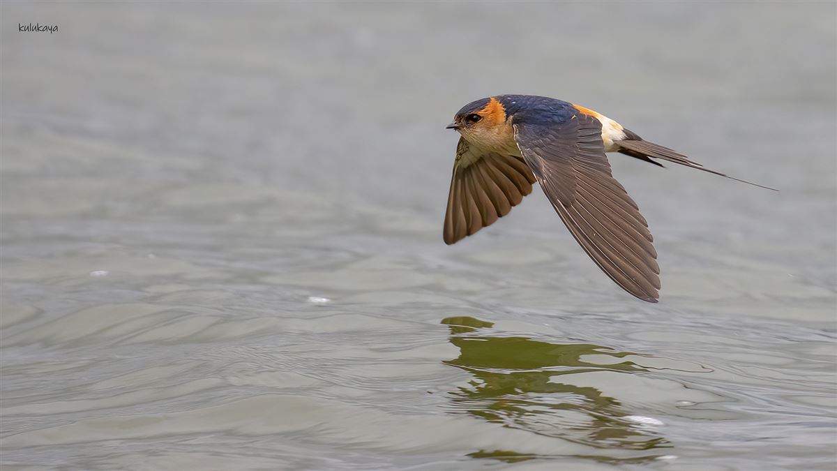 European Red-rumped Swallow