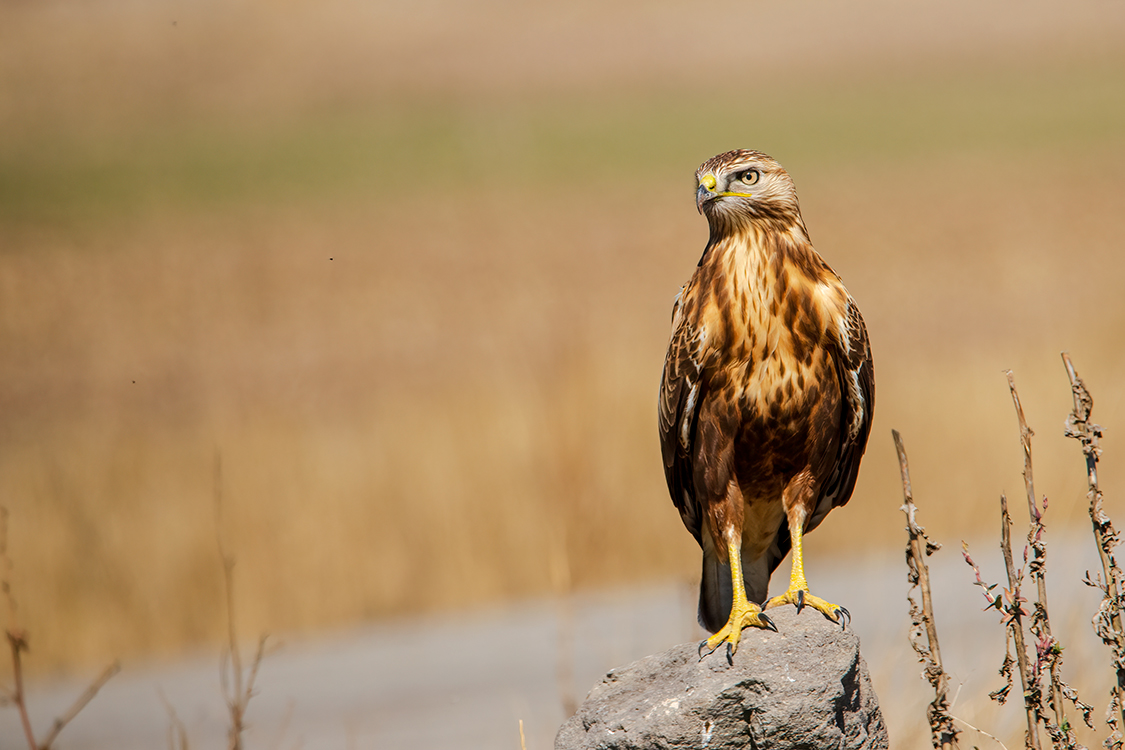 Long-legged Buzzard