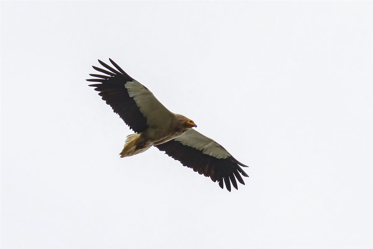 Egyptian Vulture