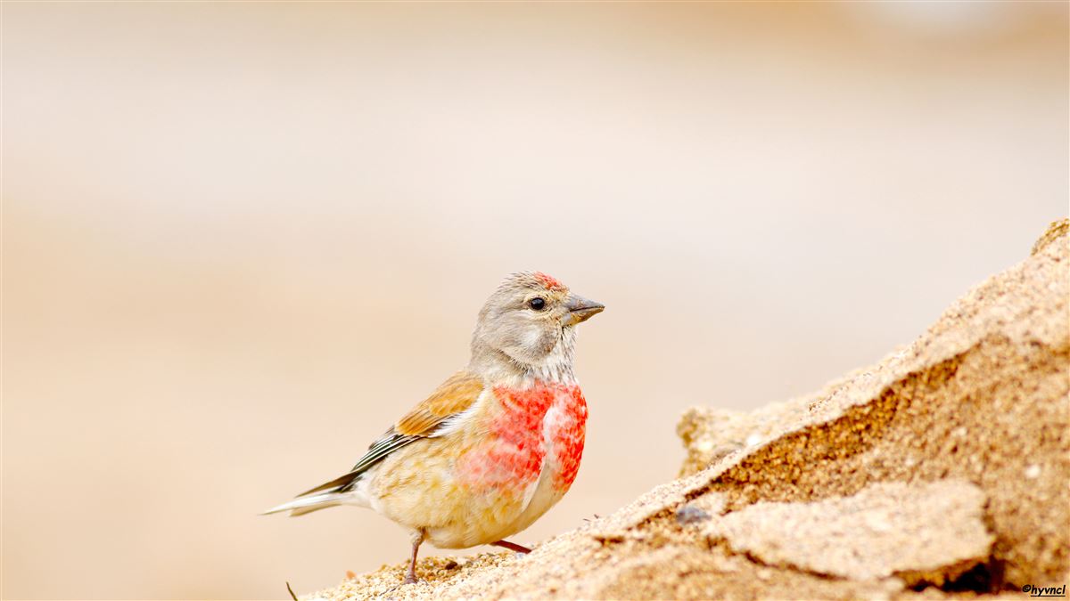 Common Linnet