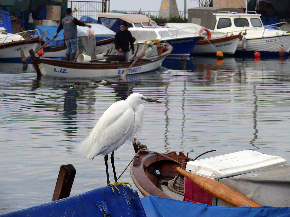 Little Egret