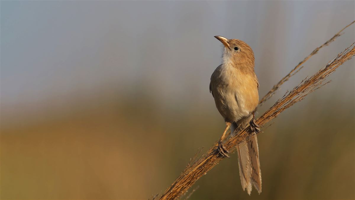 Iraq Babbler