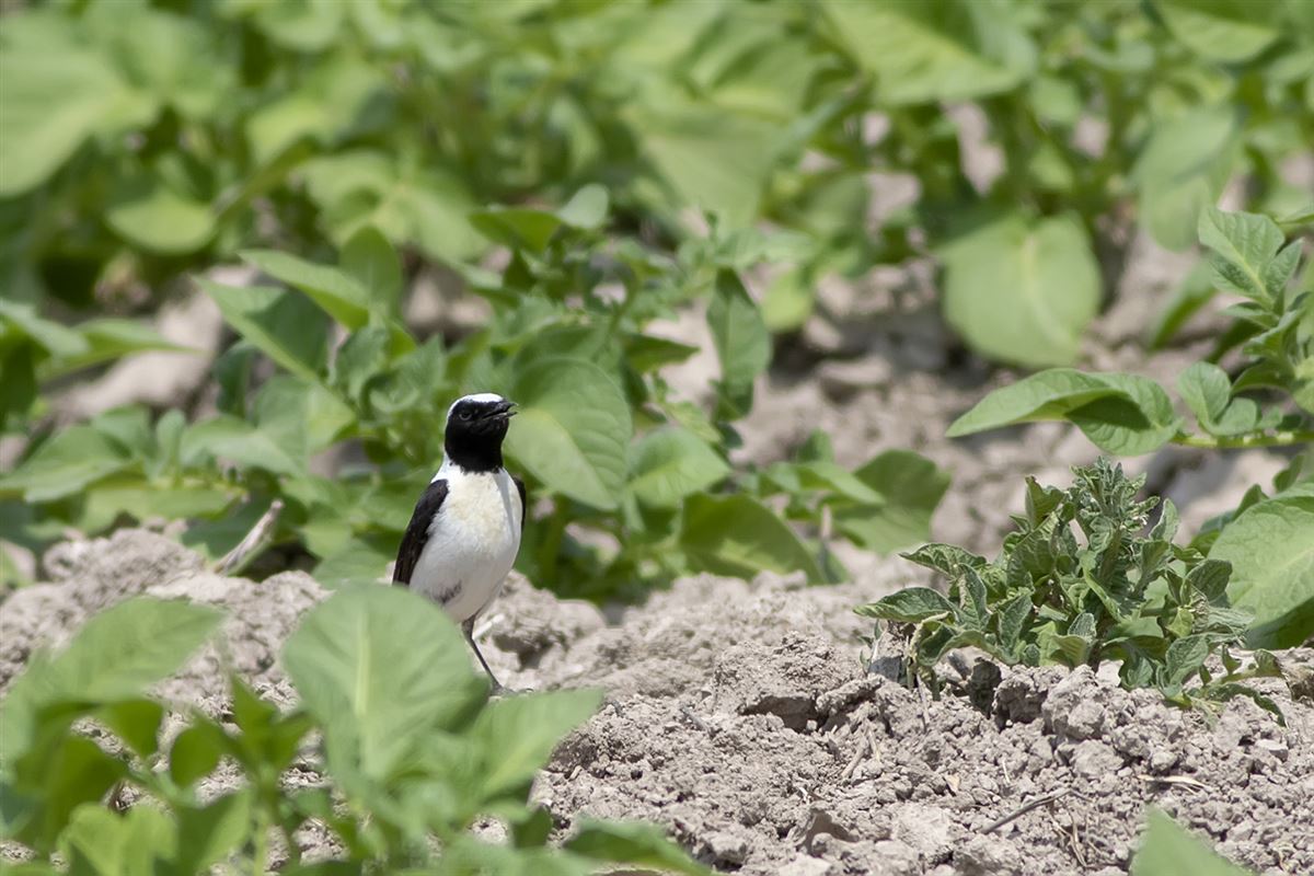 Black-eared Wheatear