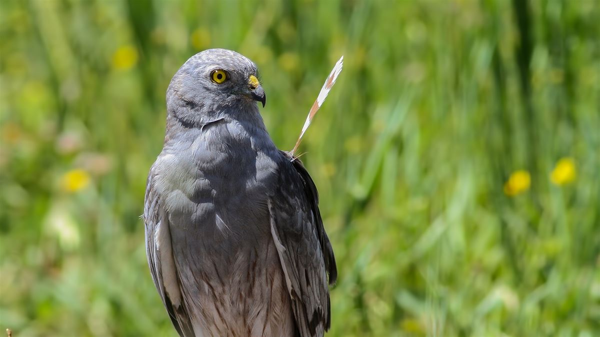 Montagu`s Harrier