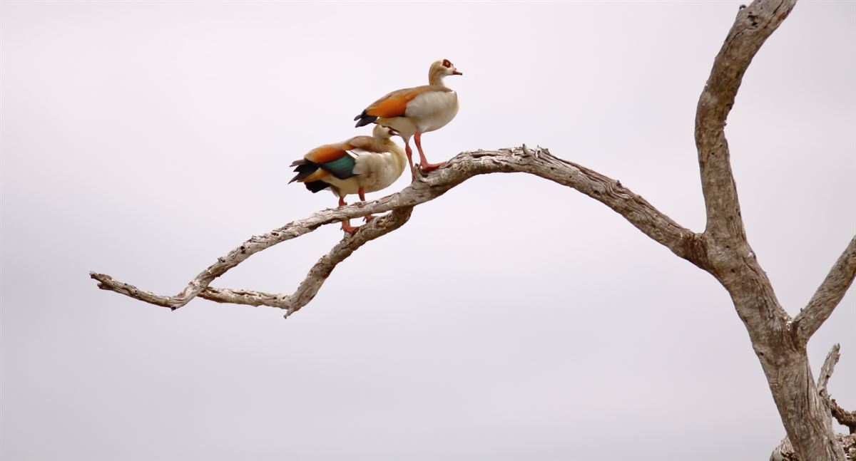 Egyptian Goose