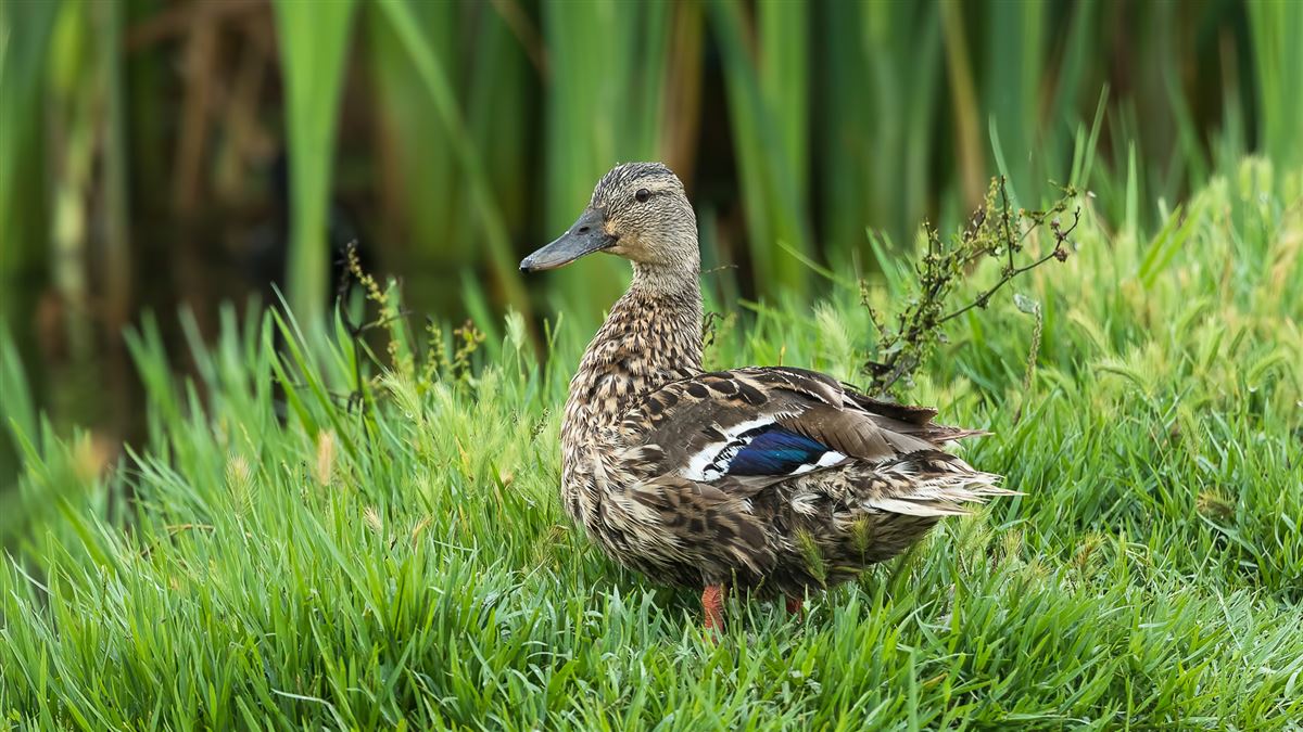 Mallard