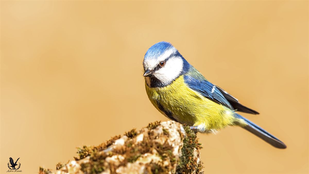 Eurasian Blue Tit