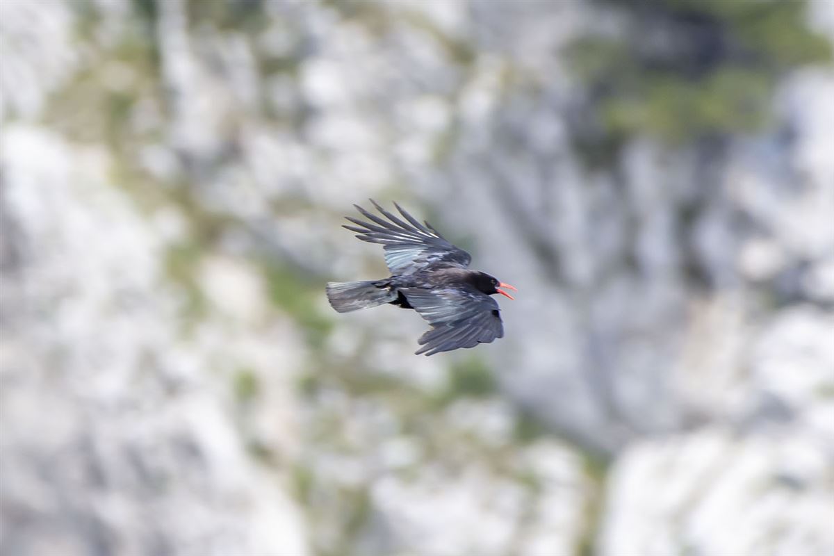 Red-billed Chough