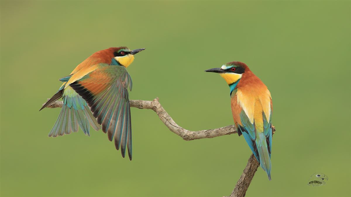 European Bee-eater