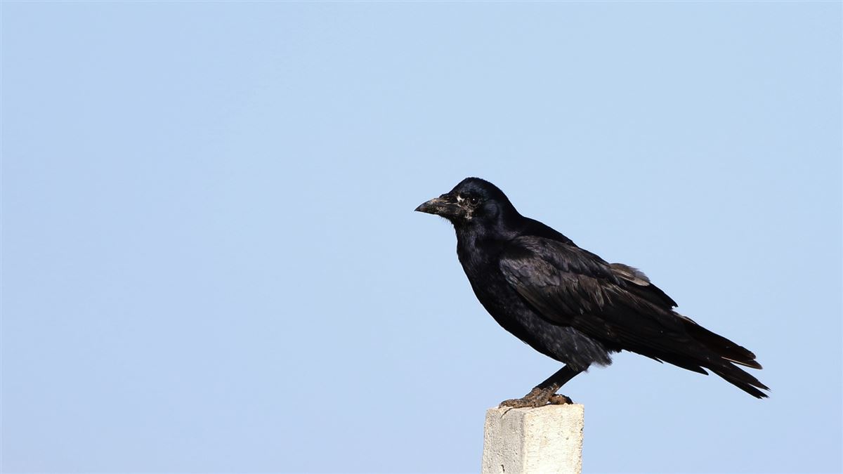 Rook