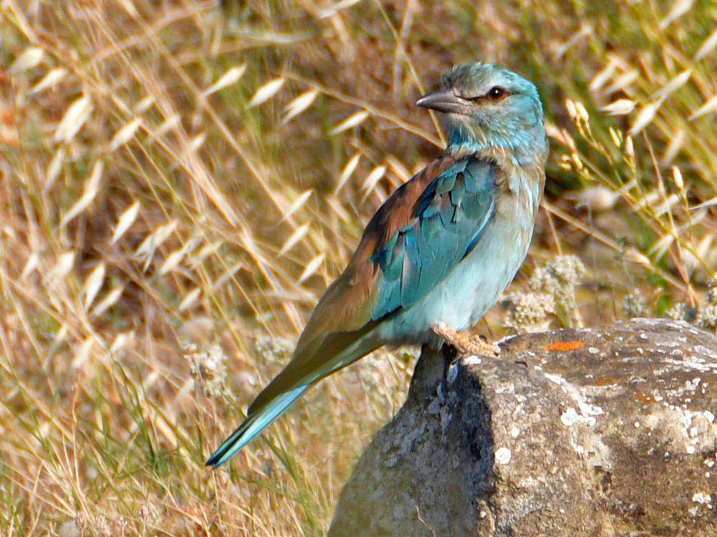European Roller