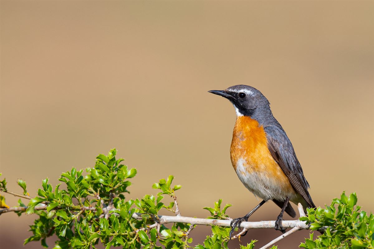 White-throated Robin