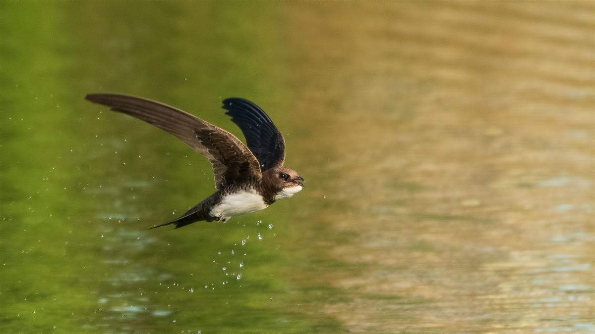 Alpine Swift