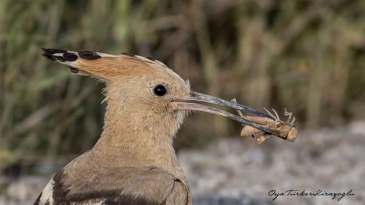 Eurasian Hoopoe