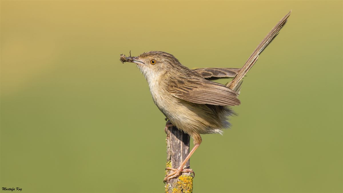 Delicate prinia