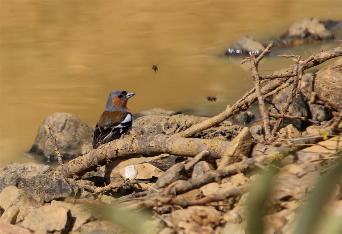 Common Chaffinch