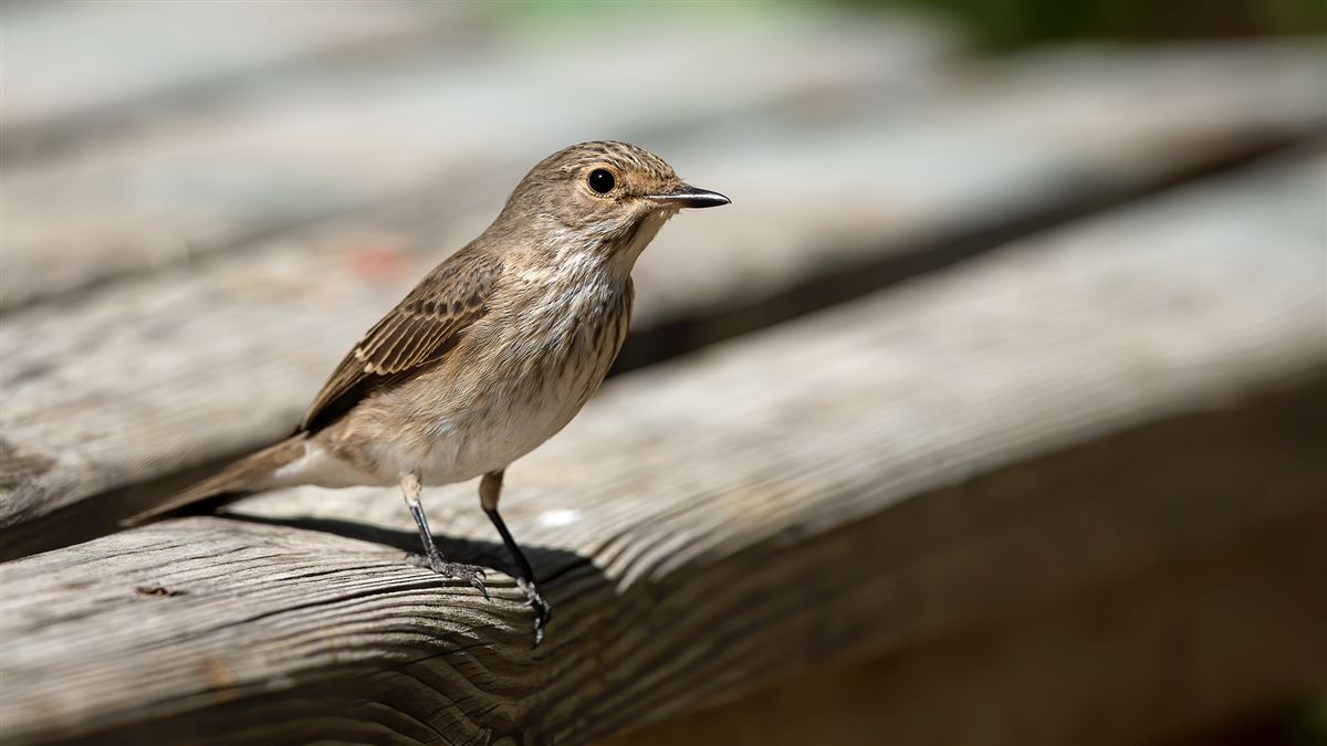 Spotted Flycatcher