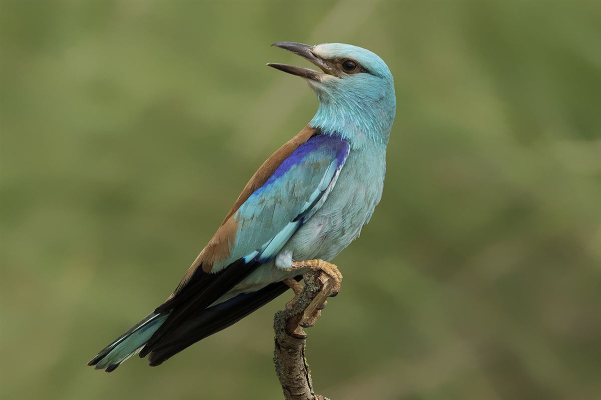 European Roller