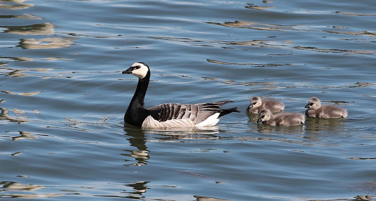 Barnacle Goose