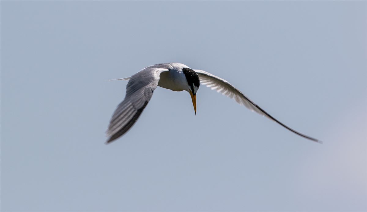 Little Tern