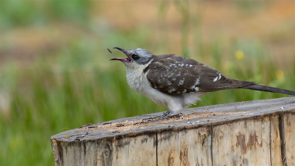 Great Spotted Cuckoo