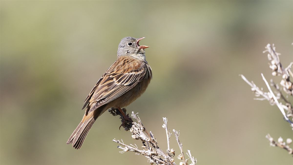 Ortolan Bunting