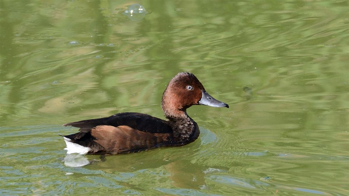 Ferruginous Duck