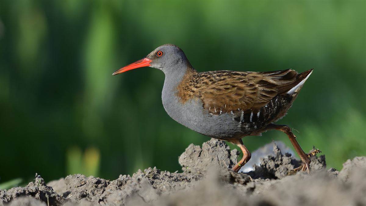 Water Rail