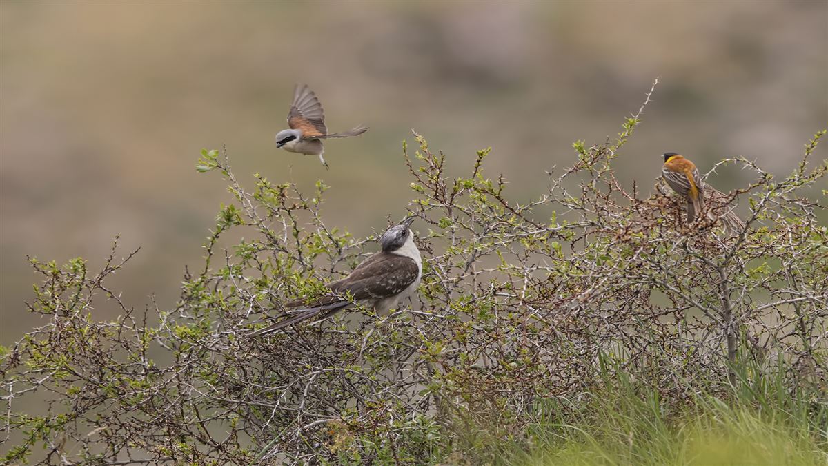 Great Spotted Cuckoo