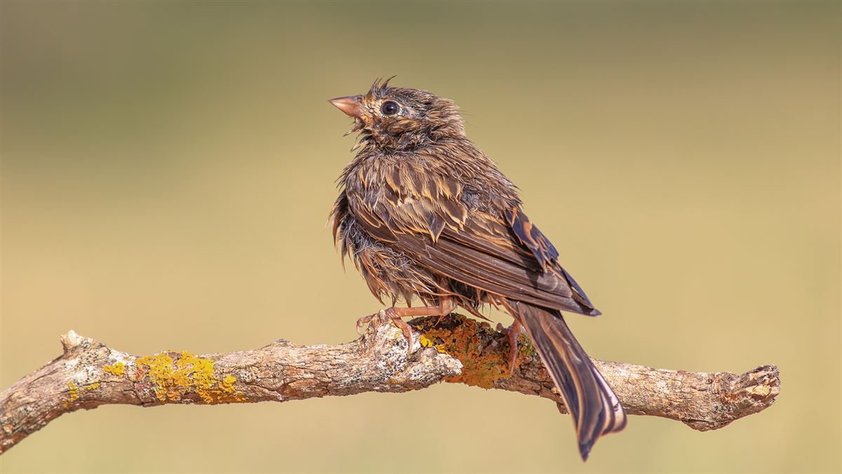 Cretzschmar`s Bunting