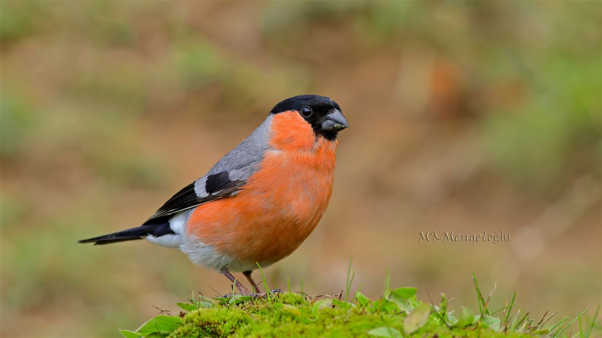 Eurasian Bullfinch
